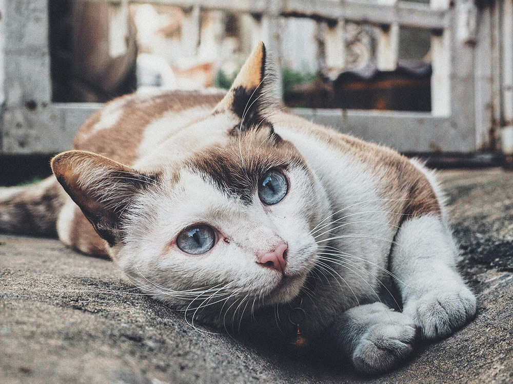 Cat Laying Outside
