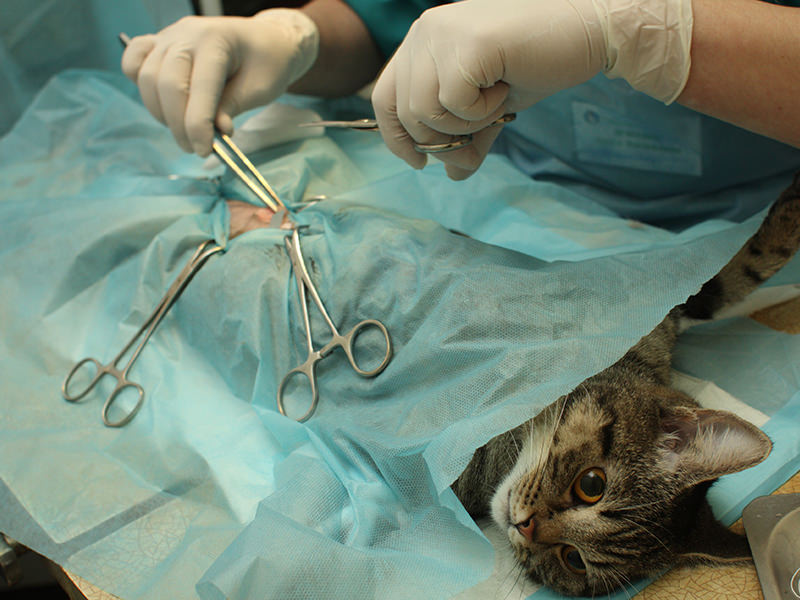 Cat Surgery